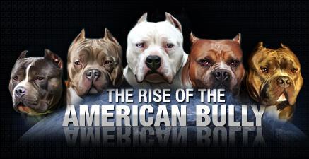 download free american bully champion bloodline